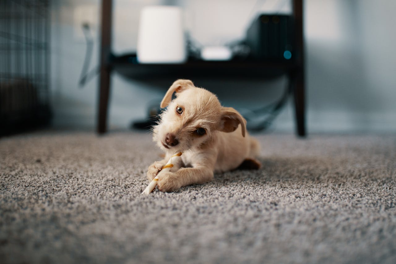 Cute puppy lying on carpet, chewing a stick indoors, showcasing innocence and playfulness.